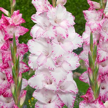 MondalNursery gladiolus flower bulbs Seed