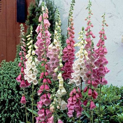 Biosnyg Foxglove, Foxy Mixed Colors [100 Seeds] Seed