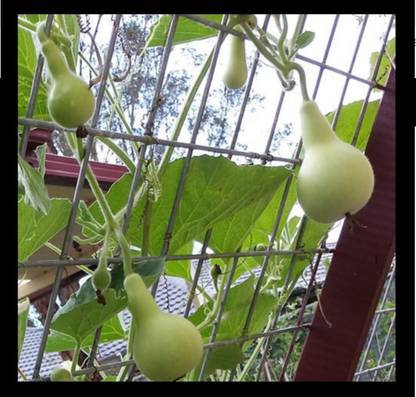 UGRA Round Bottle Gourd, Ghiya Seed