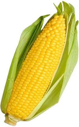 CEZIUS Sweet Corn (Makka) (मक्का के बीज) Seed