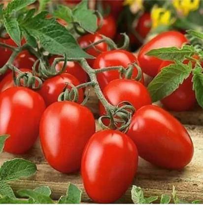 DHENU PRASAD 1913 F1 Hybrid Oval Long Tomato Seed