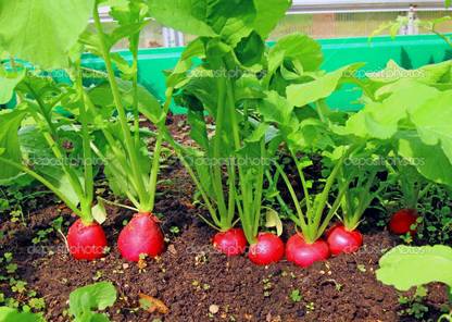 XOLDA Red round Radish Seed
