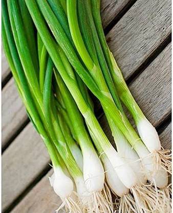 CYBEXIS NBIR-25 - Green Welsh Onion Bunching - (4500 Seeds) Seed