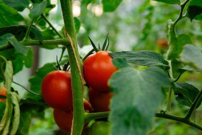 Mahyco tomato Seed
