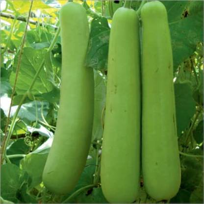 BJUBAS Organic Bottle gourd seeds PACK OF 81 Seed