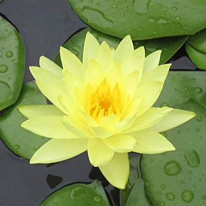 ibains Yellow water lily flower seed Seed