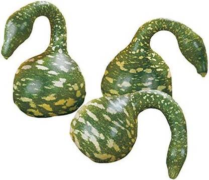 CYBEXIS PUAS-9 - Speckled Swan Gourd - (100 Seeds) Seed