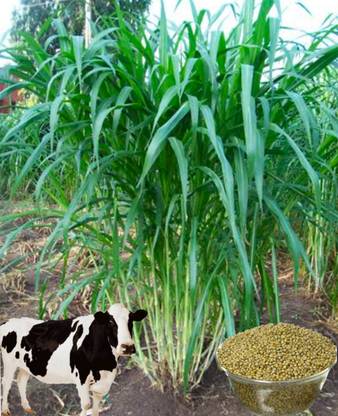 HYBRID 1kg, Bajra Animal grass seed height 7-10 feet very testy grass, 1kg pouch Seed