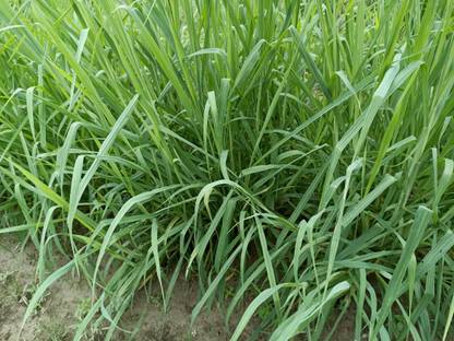 N.G.M. AGROCARE Nandi(Setaria sphacelata)perennial multicut fodder African grass Live Root Slips Seed