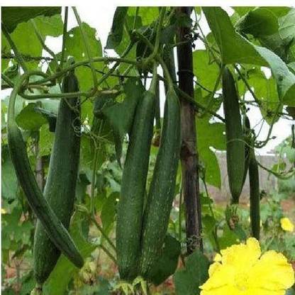 VibeX NDIR-85 - Sponge Gourd Vegetable - (900 Seeds) Seed
