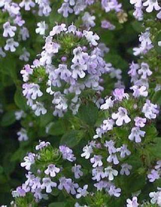 VibeX PUAS-43 - Lemon Thyme Thymus Citriodorus - (1350 Seeds) Seed