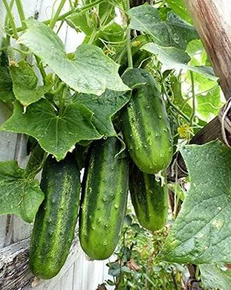 WHYGI Cucumber, Marketer Cucumber Seeds-CuC_1782 Seed