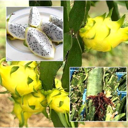 ACMS Israeli Yellow Dragon Fruit Seed For Home And Kitchen Garden Seed