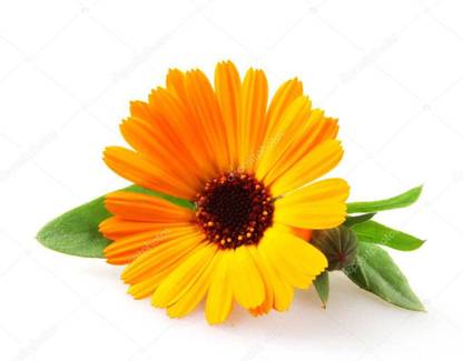KANAYA Calendula Yellow Seed