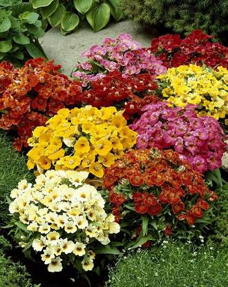 Epazo Nemesia Strumosa Seeds Easy Seeding Seed