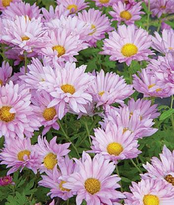 Biosnyg Garden Mum, Mammoth Daisy Lavender [100 Seeds] Seed