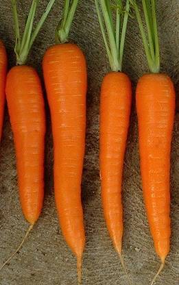 CYBEXIS Manchester Table Imported Carrot Variety2000 Seeds Seed