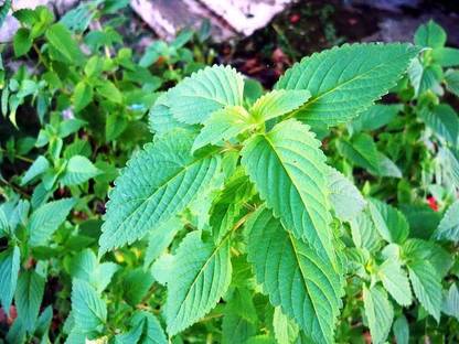 VibeX ® RXI-597 Vietnamese Lemon Balm Kinh Gioi Seed