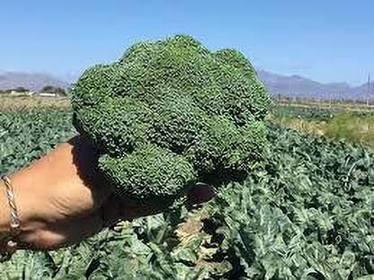 agri max gardens BROCSPEED F1 HYBRID BROCCOLI BEST QUALITY SUPERFOOD Seed