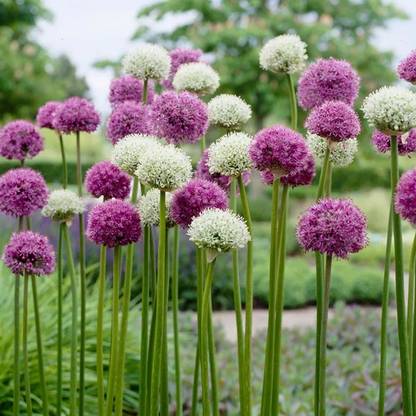 Andhagnai Greens Allium Flower Bulbs (Multicolor) For Landscaping Garden Seed
