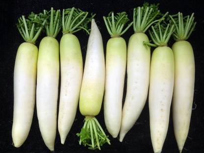 WYCAL Japanese Minowase Daikon Radish Seed Seed