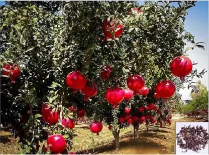 CYBEXIS PAU-28 - Kazake Hardy Pomegranate Tree - (90 Seeds) Seed