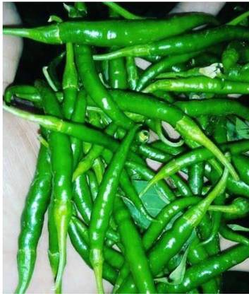 greenfarm NXC- Chilli Seeds / Mirchi Seeds / Best Quality, 300 X Seeds, wwp84 Seed