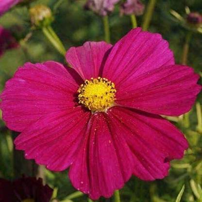 VibeX GBPUT-10 - Dazzler Cosmos Flower - (30 Seeds) Seed