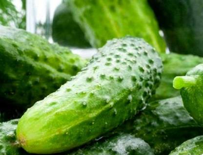 MOTREX Cucumber Seeds | Non-GMO | Fresh Garden Seeds Seed