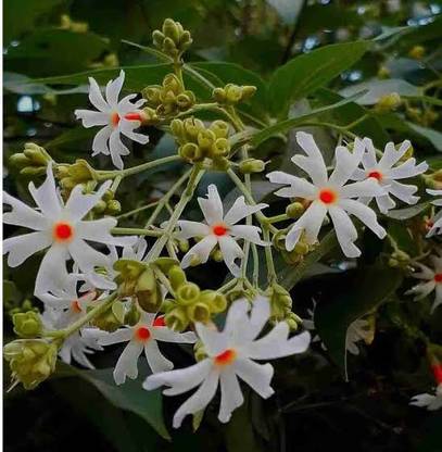 BSARKAR Shiuli Phool, Night Flowering Jasmine, Harsingar flowers seed Seed