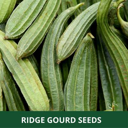 Qualtivate XXX-5A Desi Spong Gourd and Ridge Gourd Seed