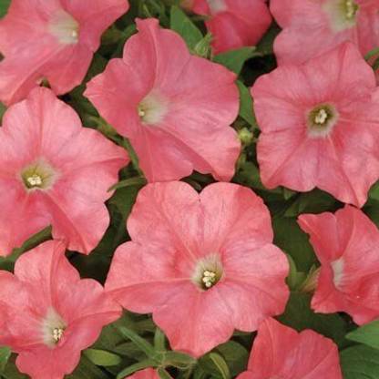 VibeX NDIR-17 - Petunia Easy Wave Coral Reef Pelleted Flower - (60 Seeds) Seed