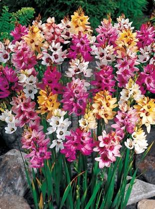 Audbhidhi Ixia Flower Bulbs For Home Gardening Seed