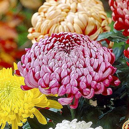 Liance Chrysanthemum Bloom collection (Incurve Petals) Seed