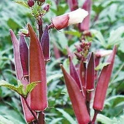 Aywal Giant Red Okra Lady’S Finger Okra Seed