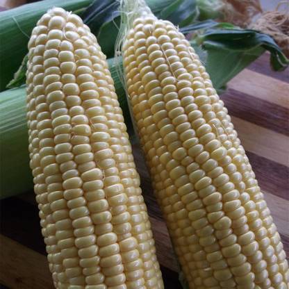 CYBEXIS GBPUT-27 - Golden Bantam Corn - (250 Seeds) Seed