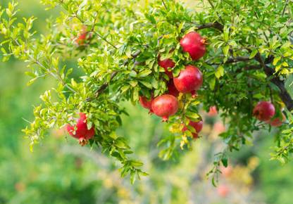 GREENSEA High Yielding Pomegranate, Anar, Dalim Seed