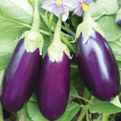 Aro Brinjal purple long, Brinjal, Eggplant Seed