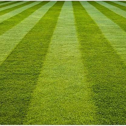 SREE Grass Seeds for Garden/Park/Playground, Lawn Grass Seed