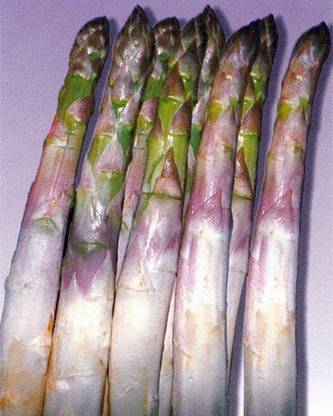 WILLVINE ASPARAGUS ARGENTEUIL SEED-[50 Seeds] Seed