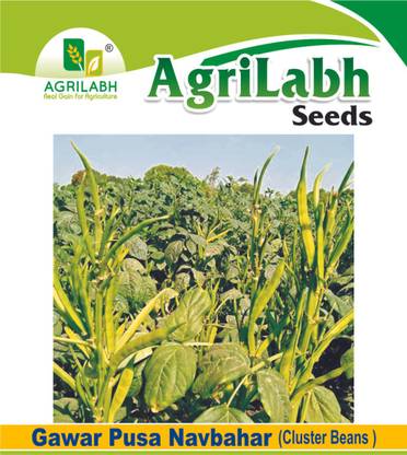 agrilabh GAWAR PUSA NAVBAHAR CLUSTER BEANS Seed