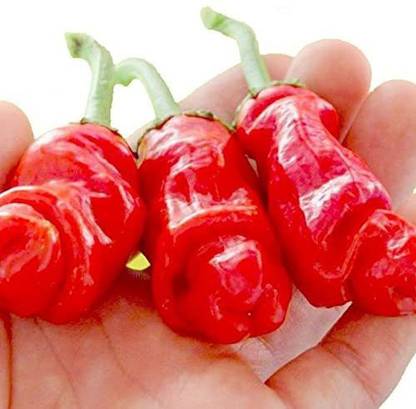 CYBEXIS Peter Pepper Chilli Seeds-300 Seeds Seed