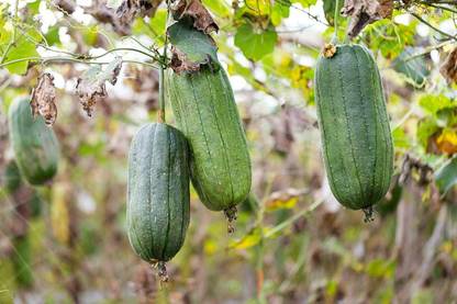 CYBEXIS Seeds of Vegetables Luffa Cylindrica Loofah Sponge Gourd200 Seeds Seed