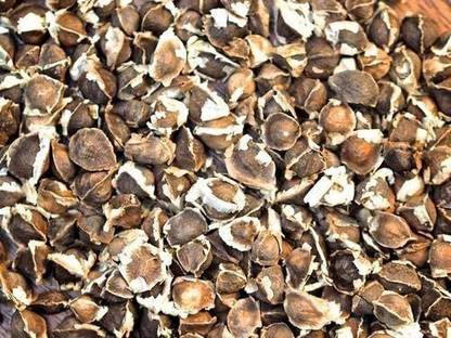 CYBEXIS TLX-75 - Horseradish Tree Miracle Moringa Oleifera - (150 Seeds) Seed
