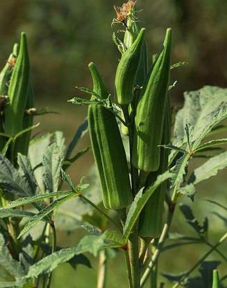 Sjeme Lady Finger 1. VRO 3, 4, 6, 5, 22, 25 Bhindi / Lady Finger Seeds- 400 Seed