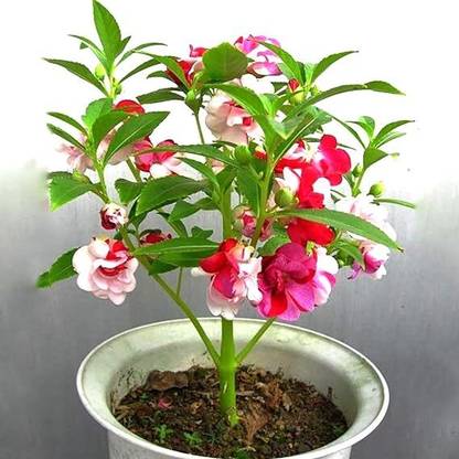 Migento Balsam Tom Thumb Mix (Impatiens Balsmina) Seeds Seed