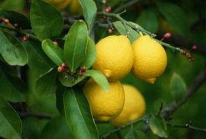 Aywal Lemon Fruit Seed