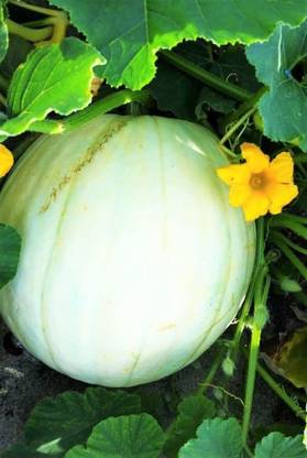 VibeX ® XXL-645 Casper White Pumpkin Seeds Seed