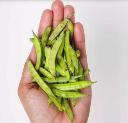 WATIKA ग्वार फली (Cluster Beans) Seed