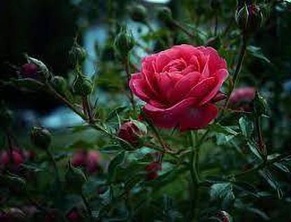 greenfarm Fragrant Rose Flower Seeds / Rosa , Gulab Seeds , 120 per Packet zx214 Seed